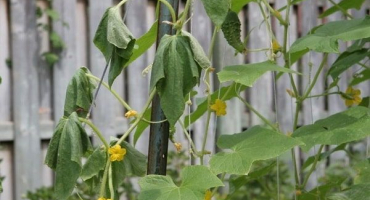 Co dělat, když listy okurek ve skleníku vadnou, jak je zpracovat na ošetření